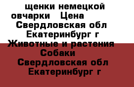 щенки немецкой овчарки › Цена ­ 7 000 - Свердловская обл., Екатеринбург г. Животные и растения » Собаки   . Свердловская обл.,Екатеринбург г.